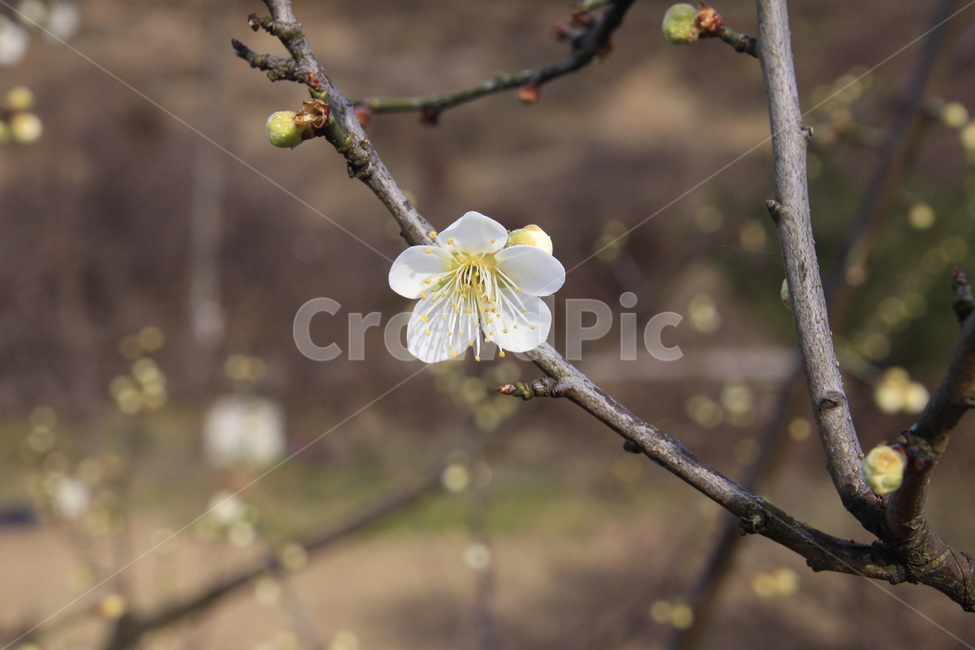봄,자연,매화,꽃,매화꽃,매화마을,spring,flower,nature,season,나무,식물,봄꽃,계절,봄,계절,spring,season,식물,자연,plants,nature,꽃,flower,plant