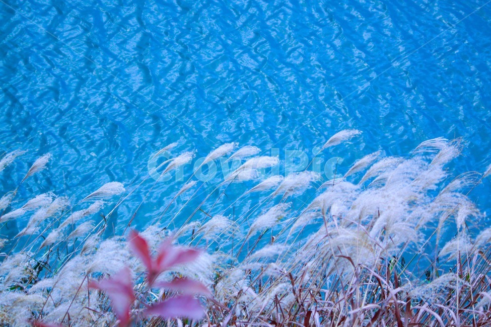 갈대,호수,가을,감성,파랑,가을,계절,fall,autumn,season,nature,자연,ice,빙,outdoors,옥외,snow,눈