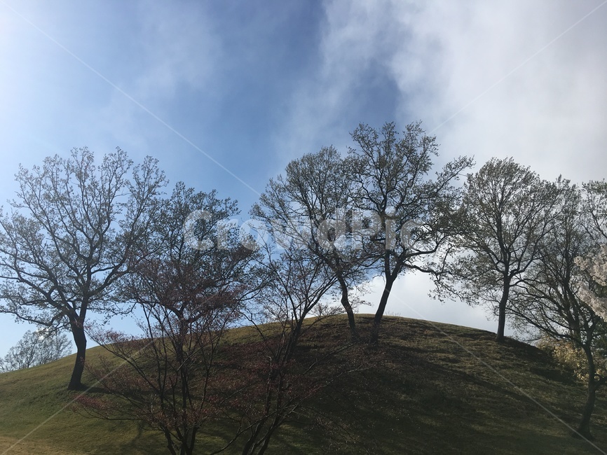 하늘,나무,동산,자연,식물,자연,풍경,nature,landscape,outdoors,옥외,grassland,목초지,field,들,mound,투수판