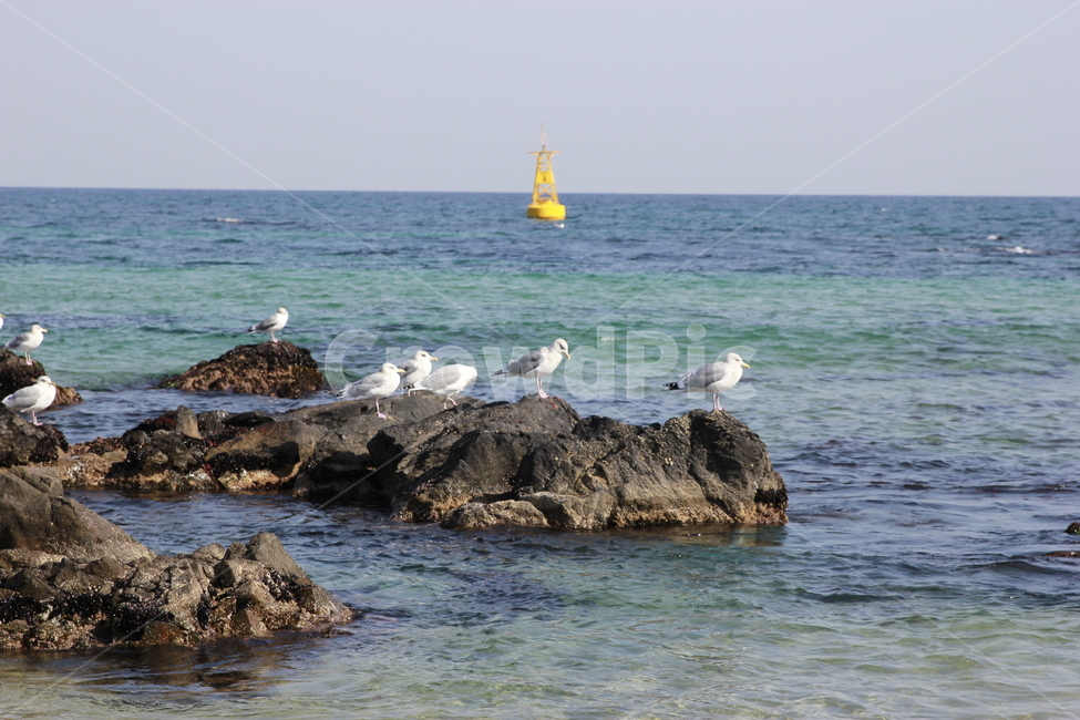 동해바다,바다,동해시,갈매기,파도,동물,animal,조류,새,birds