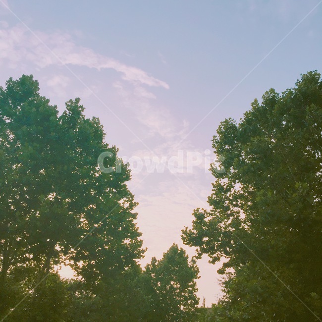 감성사진,나무,해질녘,하늘,구름,sky,맑은날,풍경