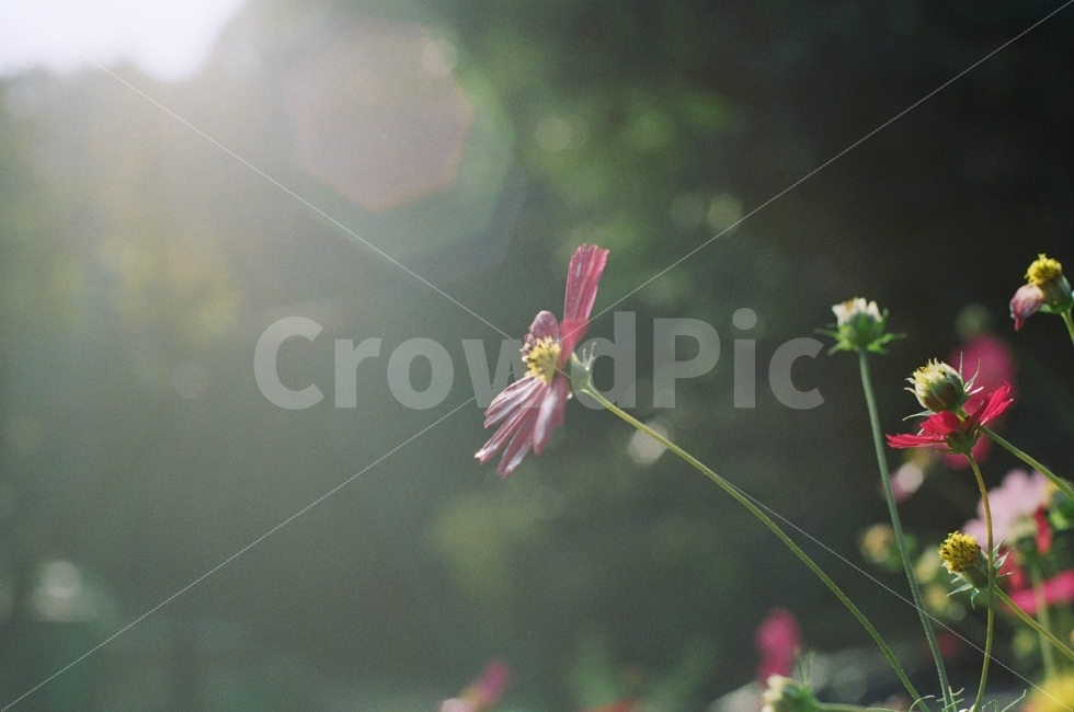 코스모스,가을,풍경,자연,꽃,필름사진,감성사진,식물,자연,plants,nature,꽃,flower,감성,sensible,feeling