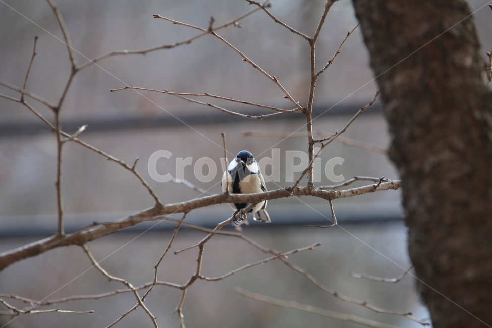 animal,동물,bird,새,조류,야생조류,식물,나무,동물,animal,조류,새,birds