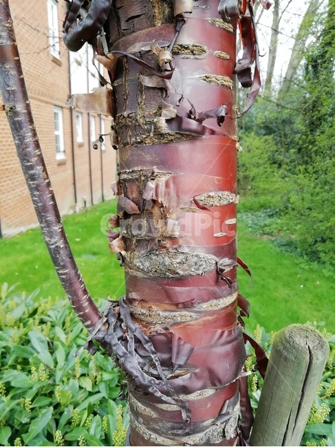 plant,식물,tree,나무,bark