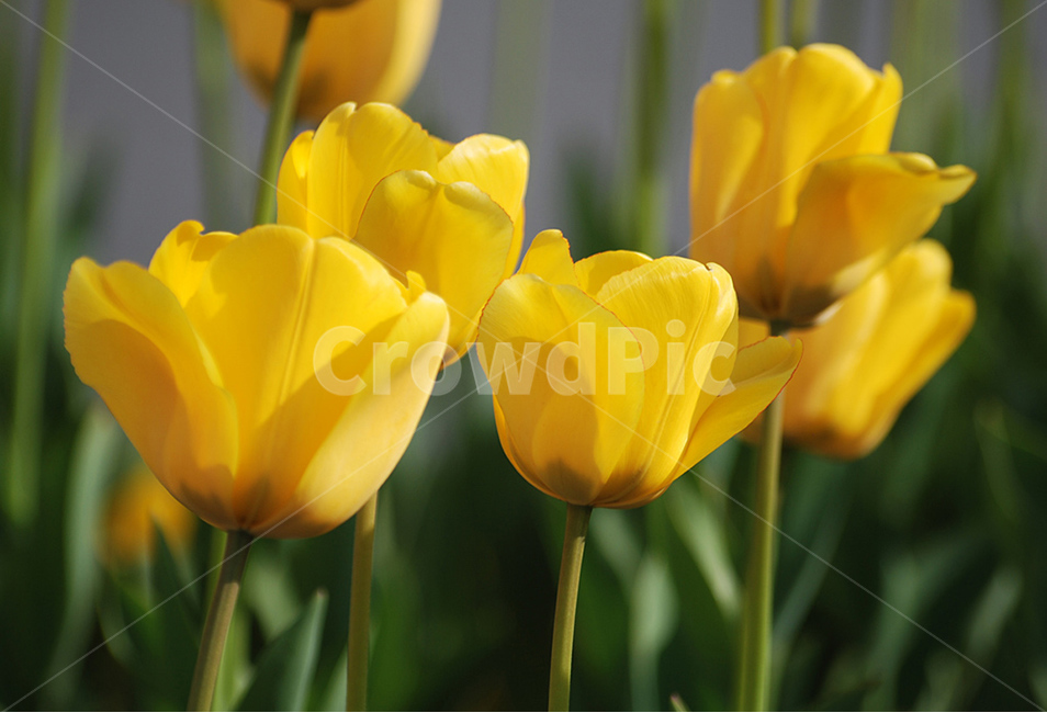 꽃,봄,자연,flower,접사,식물,자연,plants,nature,꽃,flower