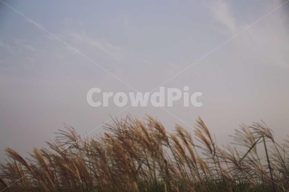 하늘공원,억새축제,풍경,억새,자연,seoul,park,landscape,sky,감성,nature,가을,계절,fall,autumn,season,grass,잔디,plant,식물