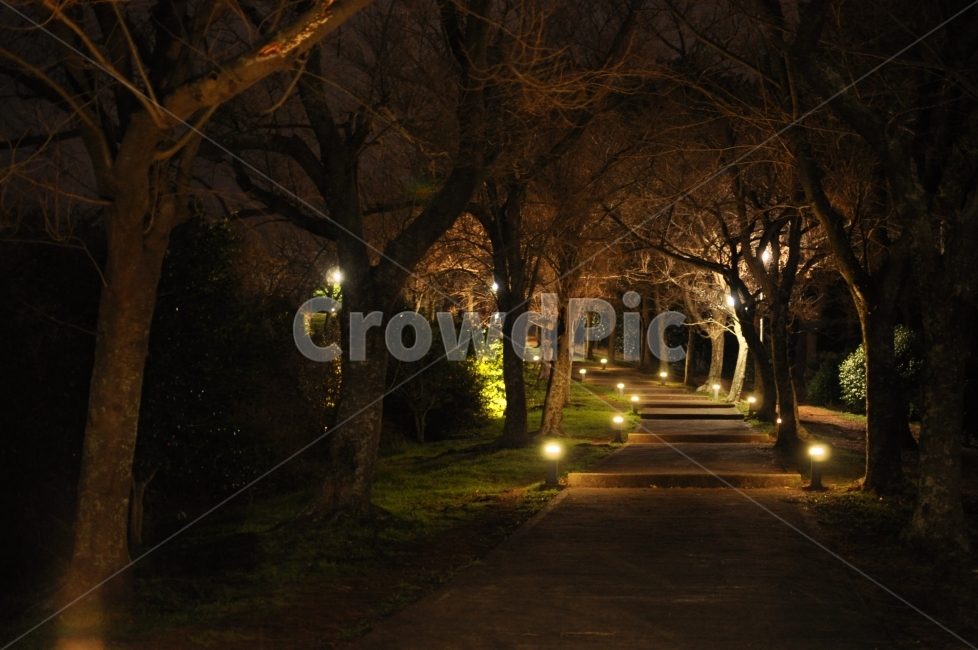 야경,샛길,입구,조명,길,나무,오르막길,path,nightview,light,tree,자연,풍경,nature,landscape,야경,밤,nightscape,night,식물,plants,나무,trees,wood,빛,flare,플레어