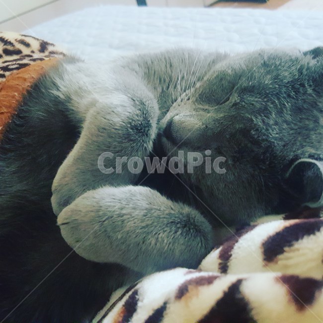 고양이낮잠,고양이잠,러시안블루,애교,고양이,반려묘,cat,kitty