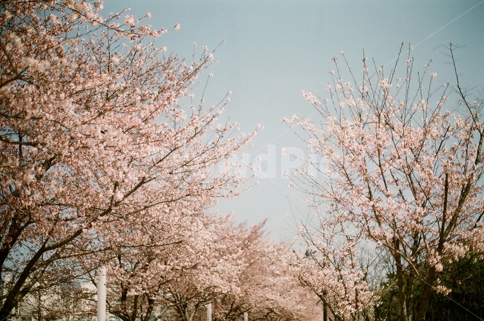 봄,벚꽃공원,공원,벚꽃,산책,plant,식물,blossom,꽃,flower,봄,계절,spring,season