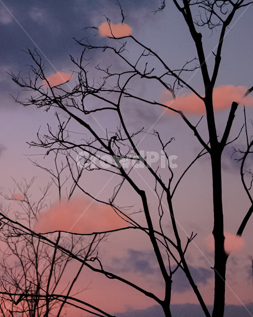 노을,구름,나무,몽환,silhouette,감성,힐링,핑크,실루엣,nature,자연,outdoors,옥외
