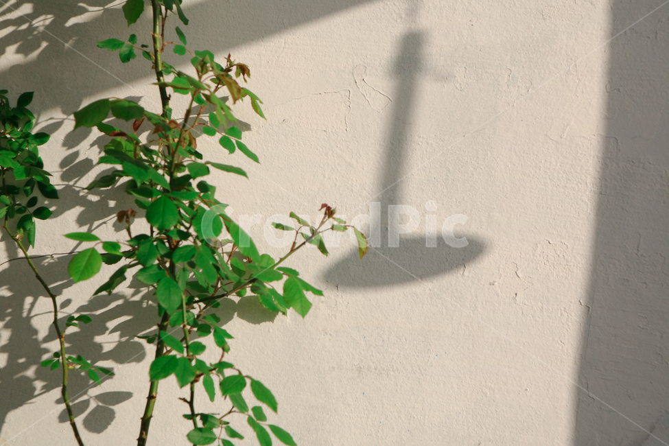 나뭇잎,풀,그림자,벽,초록색,shadow,자연,감성,녹색,tree,휴식,그리움,외로움,nature
