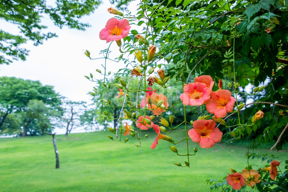 능소화,여름,summer,fflower,꽃,식물,plants,자연,nature,감성