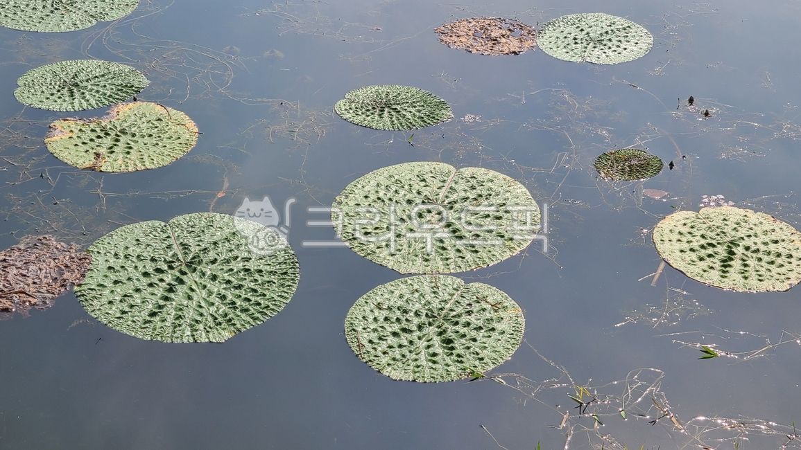 lotus leaf,angiosperms,dicotyledonous plant,angiosperm,perennialplant,water,perennial aquatic plant,dicotyledonousplant,lotusleaf