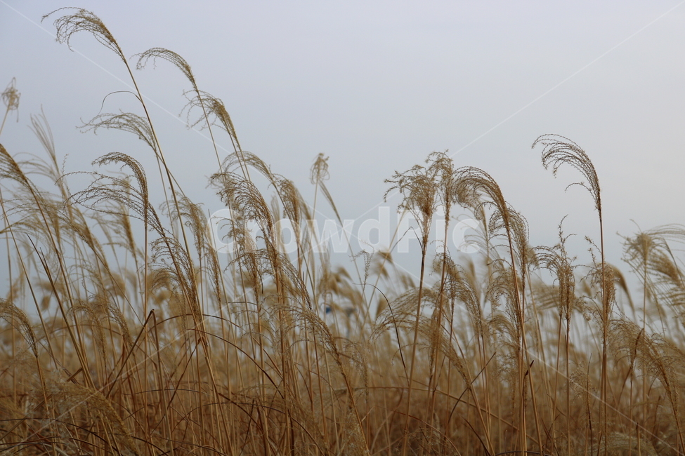 억새,풀,억새풀,식물,벼과,벼과식물,자연,풍경,두영,겨울,식물,자연,plants,nature