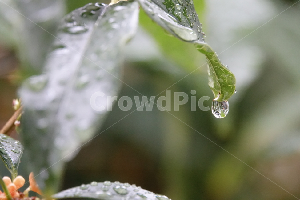 비,빗물,깨끗함,싱그러움,나뭇잎,봄비,장마,식물,자연,plants,nature,비,비오는날,rain,rainy