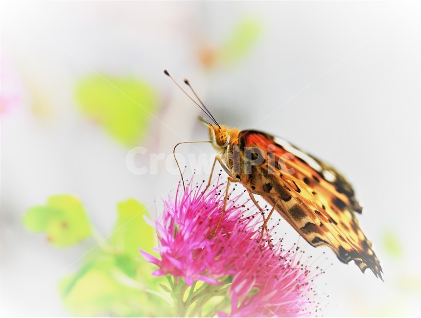 꽃,나비,가을,곤충,butterfly,식물,자연,plants,nature,꽃,flower,곤충,벌레,insect,bug