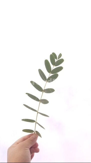 나뭇잎,잎,자연,하늘,손,활엽수,leaves,leaf,hand,sky,cloud,구름