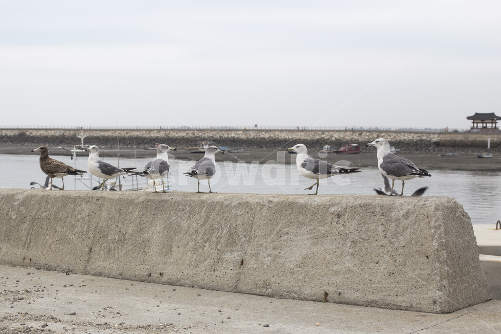 갈매기,새,조류,바다,바닷가,둑,동물,animal,조류,새,birds