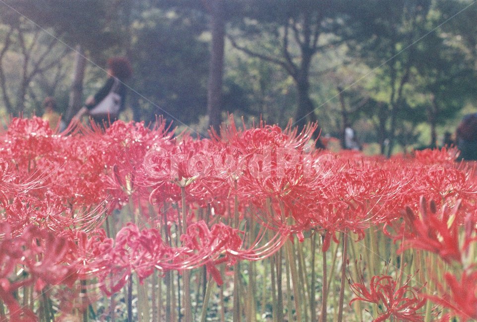 상사화,영광,꽃,꽃축제,필름,필름느낌,필름감성