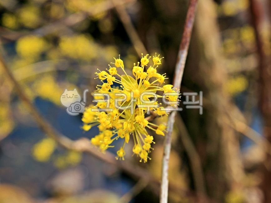 산수유,산수유꽃,macro,노란꽃,노란색,꽃배경