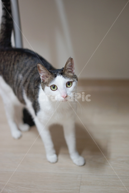 고양이,야옹이,코리안숏헤어,반려묘,미묘,애완동물,동물,animal,포유류,mammal,고양이,cat,kitten,kitty