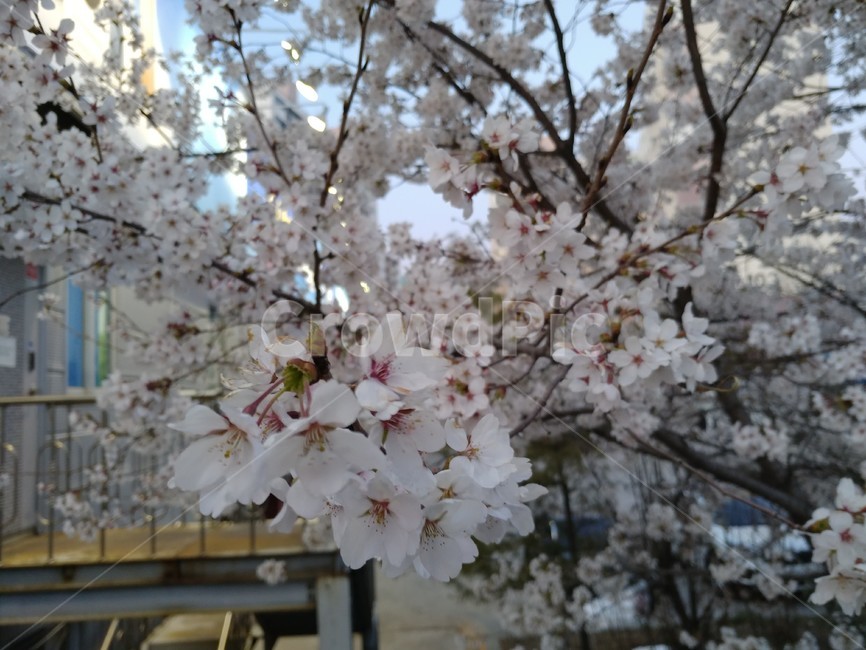 봄꽃,벚꽃,아름다운꽃,꽃길,벚나무