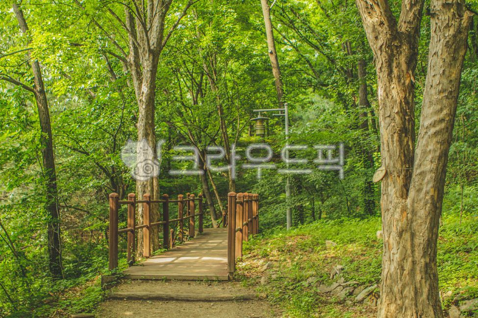 서울,산,개운산,공원,개운산공원,산책,산책로,둘레길,도로,옥외,자연,숲,나무,식물,난간,정원,road,outdoors,nature,forest,tree,plant,railing,garden