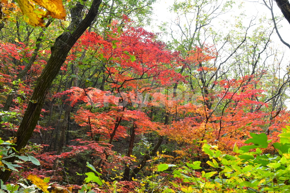 가을,단풍,자연,풍경,북한산,잎,단풍잎,붉은,나무,계절,계곡,숲,힐링,plant,fall,autumn,season,forestnature,landscape,한국자연풍경,한국자연경관,korea,tree,maple,leaf,가을,계절,fall,autumn,season,자연,풍경,nature,landscape,식물,plants,나무,trees,wood