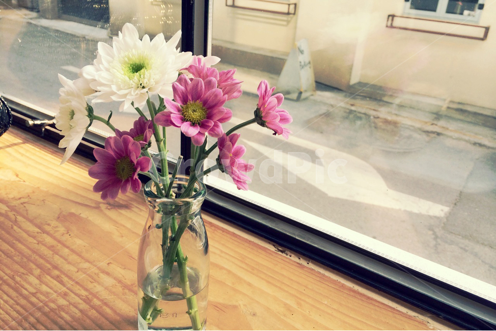 까페,카페,휴식,힐링,감성,cafe,아늑한,cozy,인테리어,꽃,꽃병,창문,국화,flower,실내,vase,꽃,flower,실내용화초,화분,화초,house plant