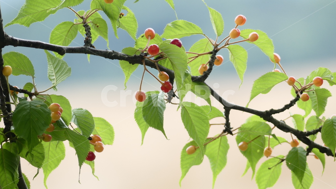 산수유,열매,과일,농촌,여름,풍요,시원,한약재,건강,나무잎