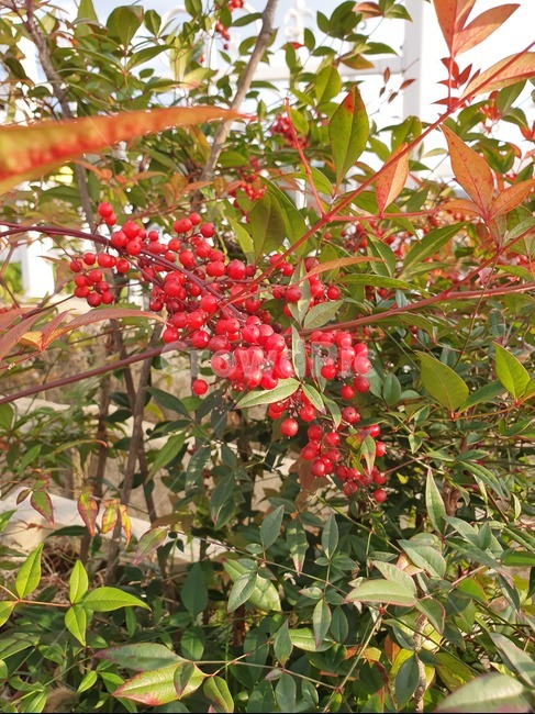 식물,남천나무,남천열매,남천,tree,식물,자연,plants,nature,꽃,flower
