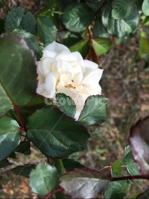 plant,식물,leaf,잎,장미,백장미
