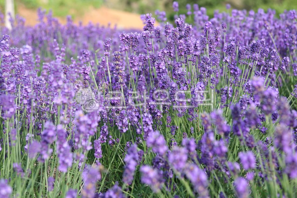거제,거제도,라벤더,라벤더동산,꽃동산,꽃밭,보라색꽃,지세포,선창마을,지세포성,지세포진성,라벤더공원,lavender,flower,landscape,view
