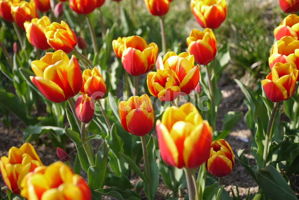 튤립,꽃,노랑튤립,봄의꽃,식물,자연,flower,식물,자연,plants,nature,꽃,flower