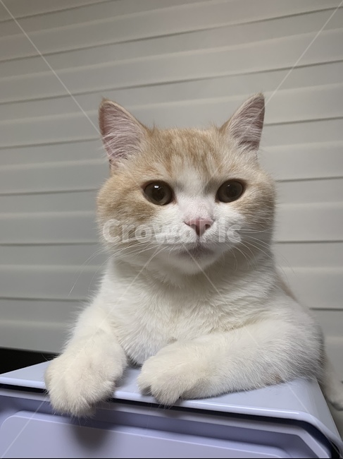 고양이,반려동물,스코티쉬,스트레이트,캣,cat,집사,심기풀편,화남,야옹이,애교쟁이,동물,animal,포유류,mammal,고양이,cat,kitten,kitty