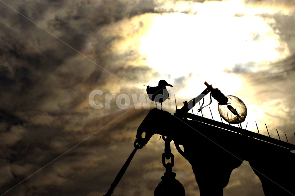 갈매기,실루엣,역광,노을,해무리,동물,animal,조류,새,birds,실루엣,그림자,silhouette,shadow
