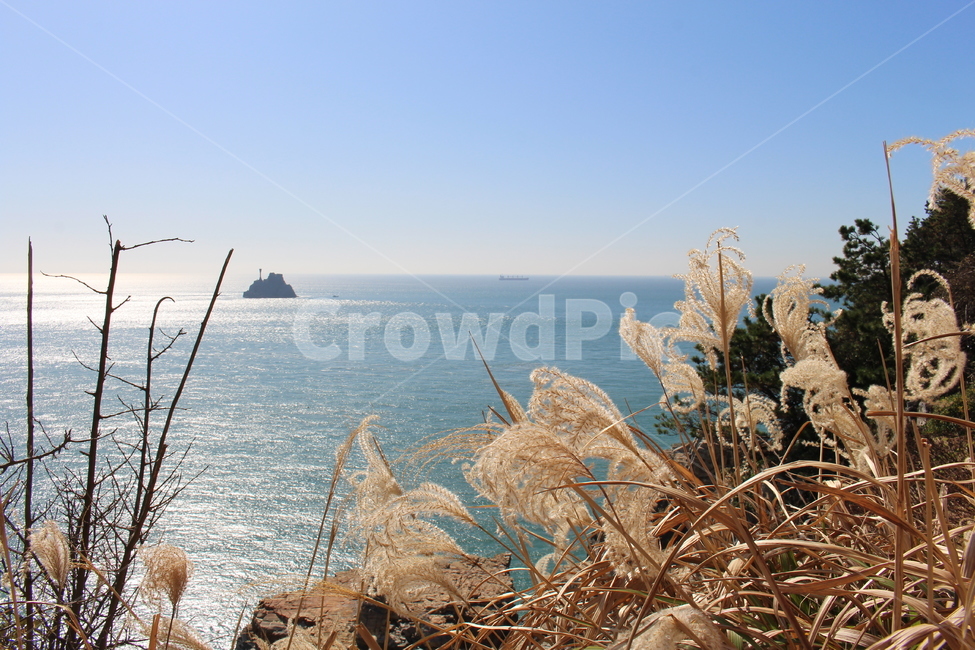 grass,가을,식물,갈대,plant,lawn,잔디,섬,바다,가을,계절,fall,autumn,season,자연,풍경,nature,landscape