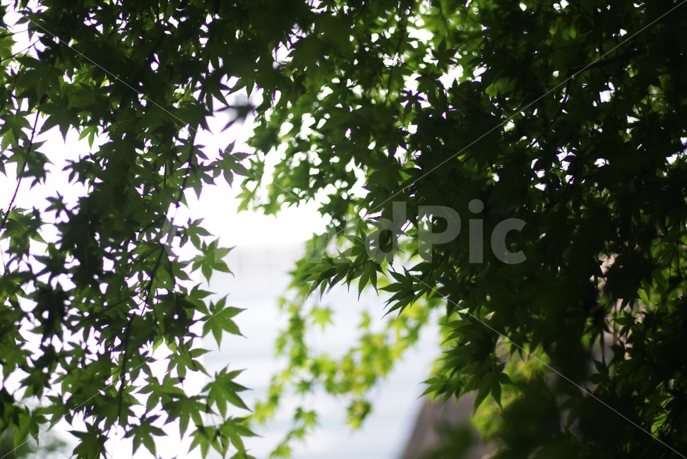 단풍잎,나뭇잎,단풍,leaf,green,여름,자연,나무,단풍나무,배경화면,바탕화면,감성사진,예쁜사진,maple,mapleleaf,greenleaf,plant,beauty,beautiful,식물,자연,plants,nature