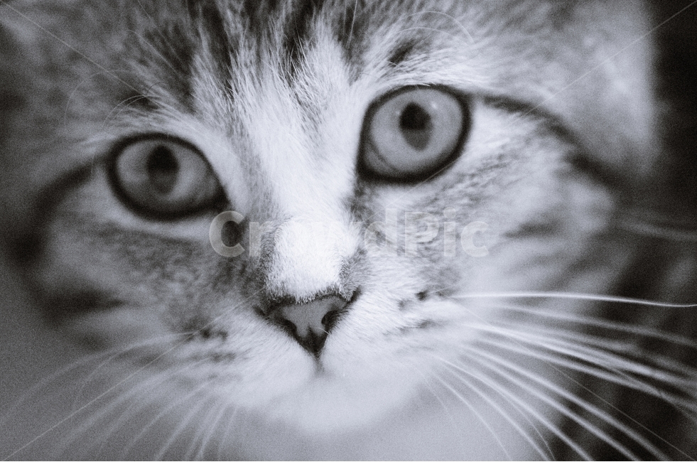 고양이,반려묘,길냥이,감성,눈동자,동물,animal,포유류,mammal,고양이,cat,kitten,kitty,감성,sensible,feeling,흑백,모노톤,monochrome,black and white
