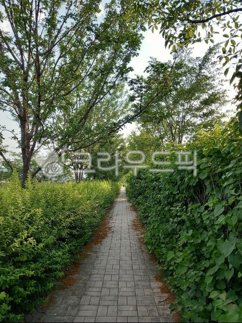 outdoors,byway,plant,tree,walking path,Knotweed,park