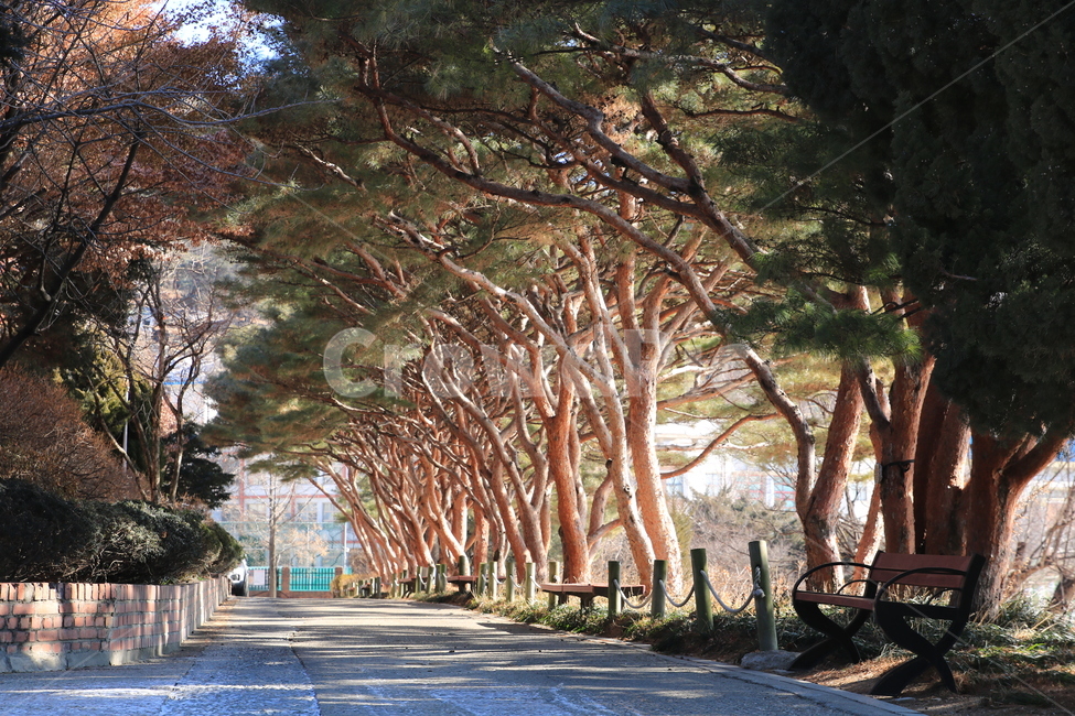 벤츠,겨울,나무,소나무,풍경,겨울,계절,winter,season,자연,풍경,nature,landscape,tree,plant,식물,tree trunk,나무 줄기,outdoors,옥외