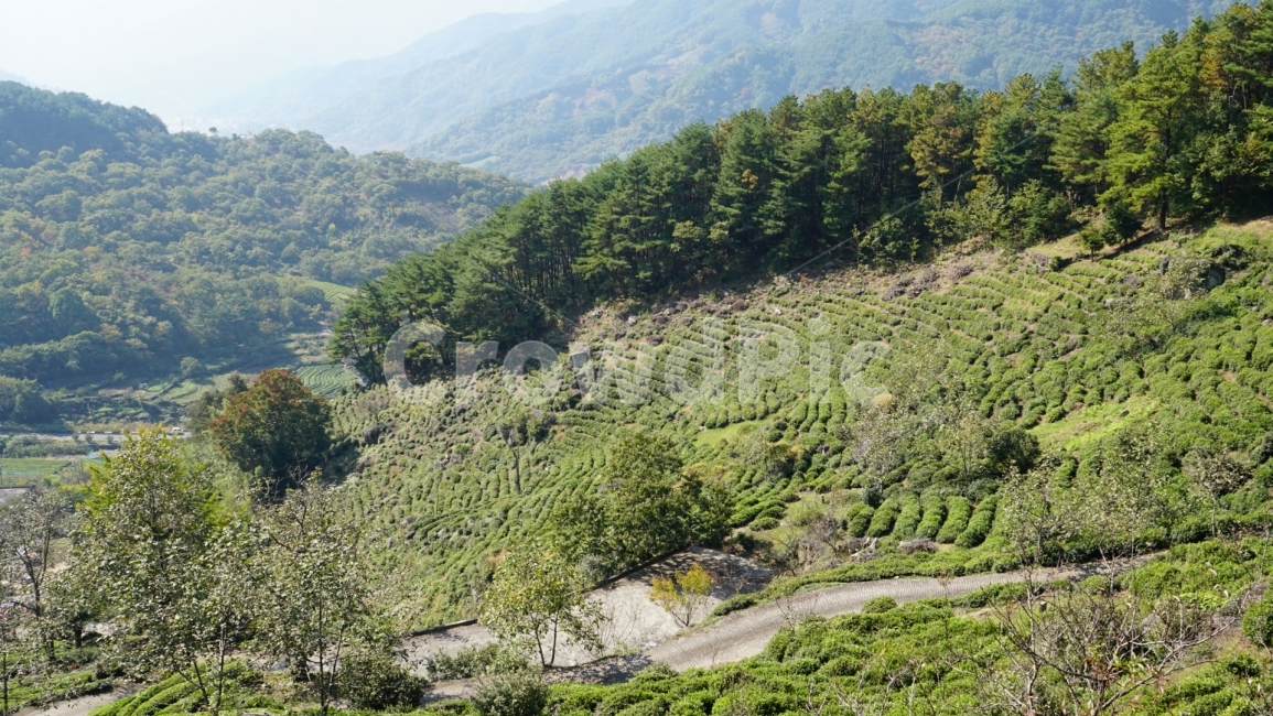녹차,하동,보성,녹차밭,숲,여행,공원,자연,풍경,nature,landscape,한국자연풍경,한국자연경관,korea nature landscape,slope,경사,outdoors,옥외