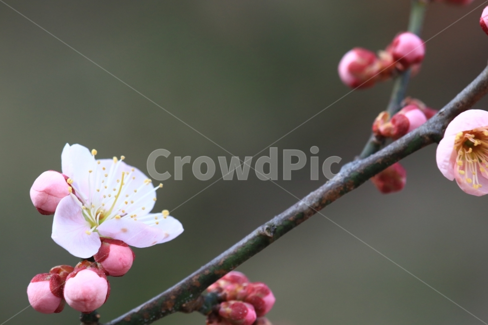 매화,꽃,매실꽃,봄,봄꽃,풍경,접사,식물,자연,plants,nature,꽃,flower