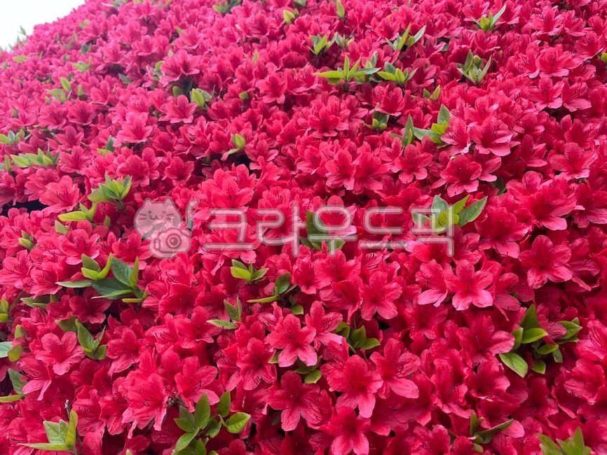petal,pink flower,Rhododendron,Azalea,flower