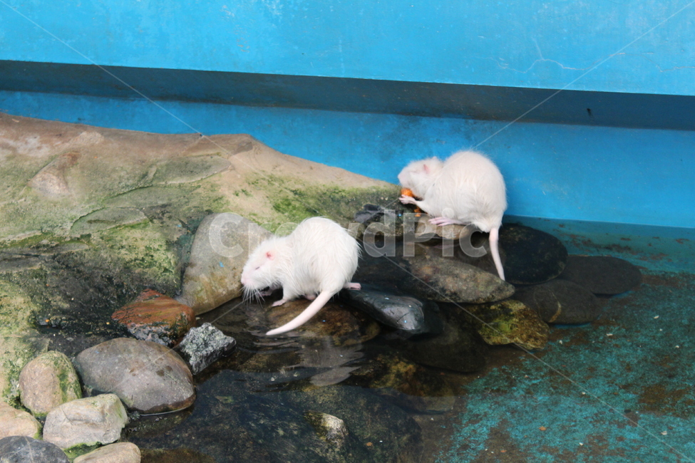 webbedfeet,animal,rodent,mammal,zoo,water,동물,설치류,동물원,물쥐,물갈퀴