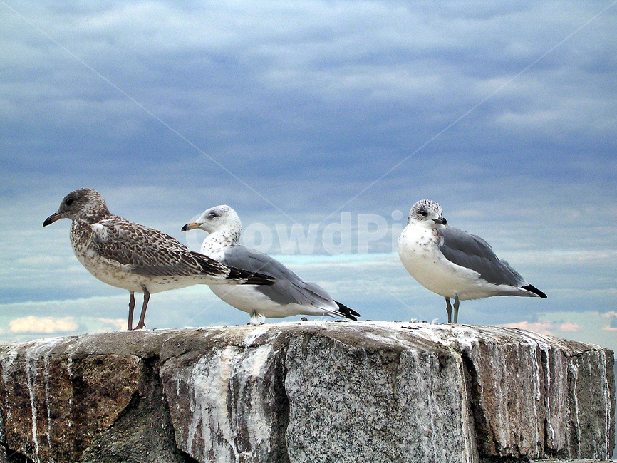 갈매기,새,동물,조류,휴식,동물,animal,조류,새,birds