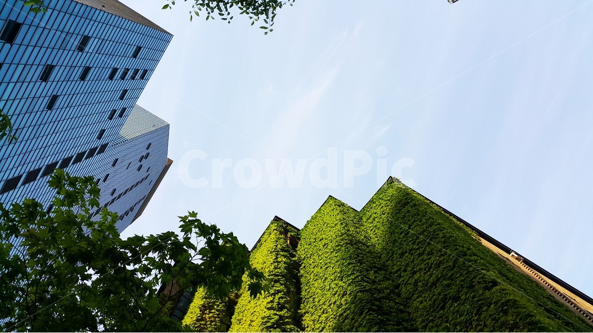 아침하늘,담쟁이,벽,하늘,담쟁이넝쿨,건축물,건물외관,exterior,building,structure,architecture,construction