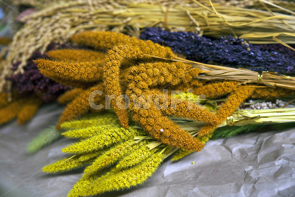 조,벼,곡식,식물,자연,곡류,곡식,cereals
