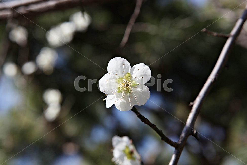 매화곷,매화,꽃,꽃잎,봄꽃,봄,식물,자연,공원,식물,자연,plants,nature,꽃,flower
