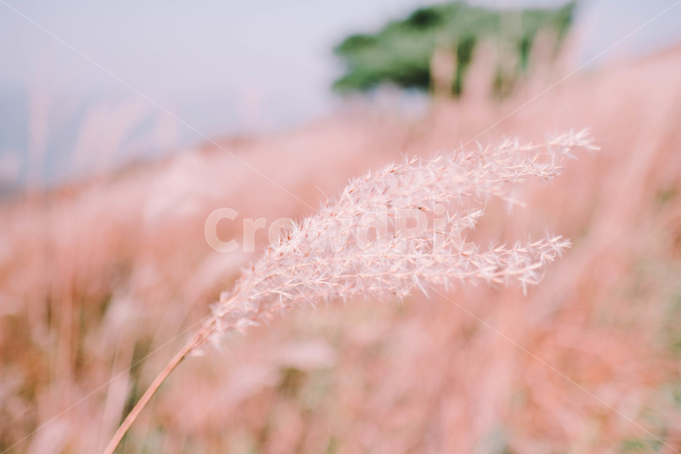 blue sky,scenery,summit,fluttering,fall,autumn reeds,silver grass,season,mountain scenery,sky,Mt Mindungsan,nature,festival,fall breeze,hiking,silver grass field,autumn,autumn mountain,silver grass festival,fall sky,landscape,wind,Korean nature Scenery